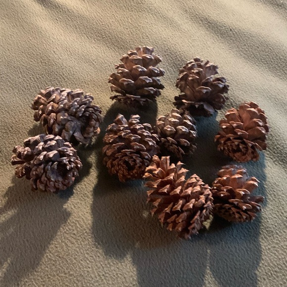 Other - Pine cones from Northern California.  9 medium.
